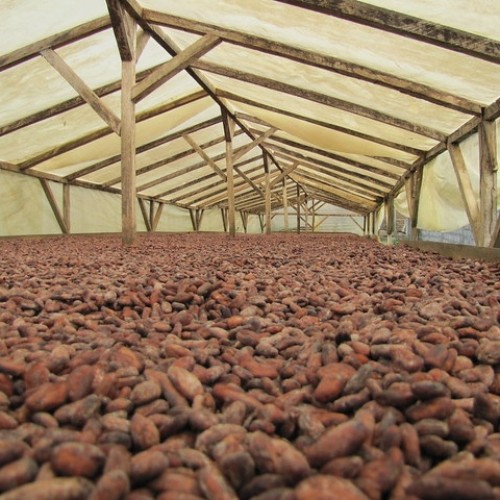 Cocoa Drying Tarp