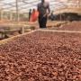 Cocoa Drying Tarp