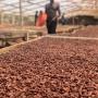 Cocoa Drying Tarp