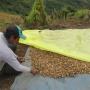 Cocoa Drying Tarp