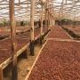 Cocoa Drying Tarp