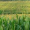 Rice Farm Anti-Insect Net