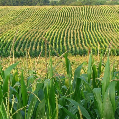 Rice Farm Anti-Insect Net