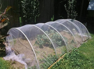 Anti Insect Net