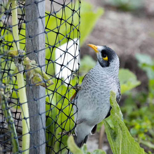 Bird Control Net