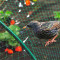 Bird Control Net