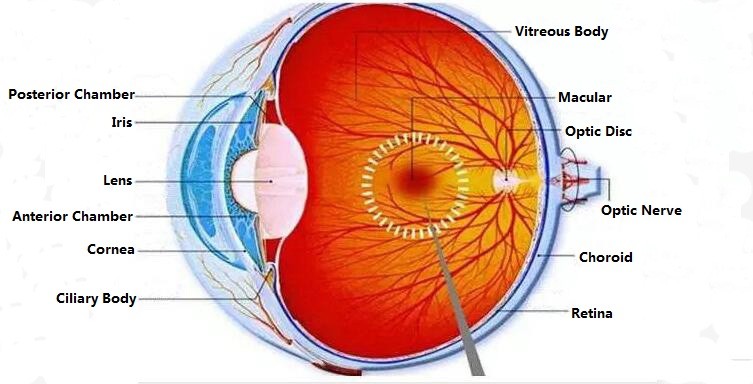 Age-Related Macular Degeneration (AMD)