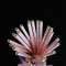 Party wholesale cocktail eco friendly pink striped drinking paper straws