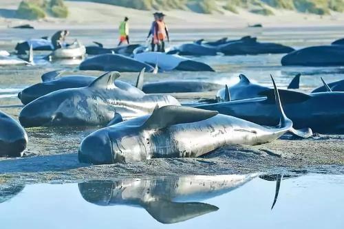 クジラは自分たちの生活を使って、人々にプラスチックを減らすよう呼びかけます