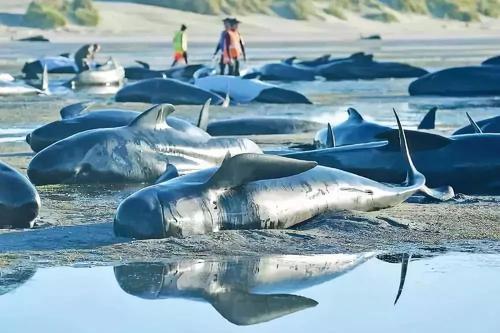 クジラは自分たちの生活を使って、人々にプラスチックを減らすよう呼びかけます
