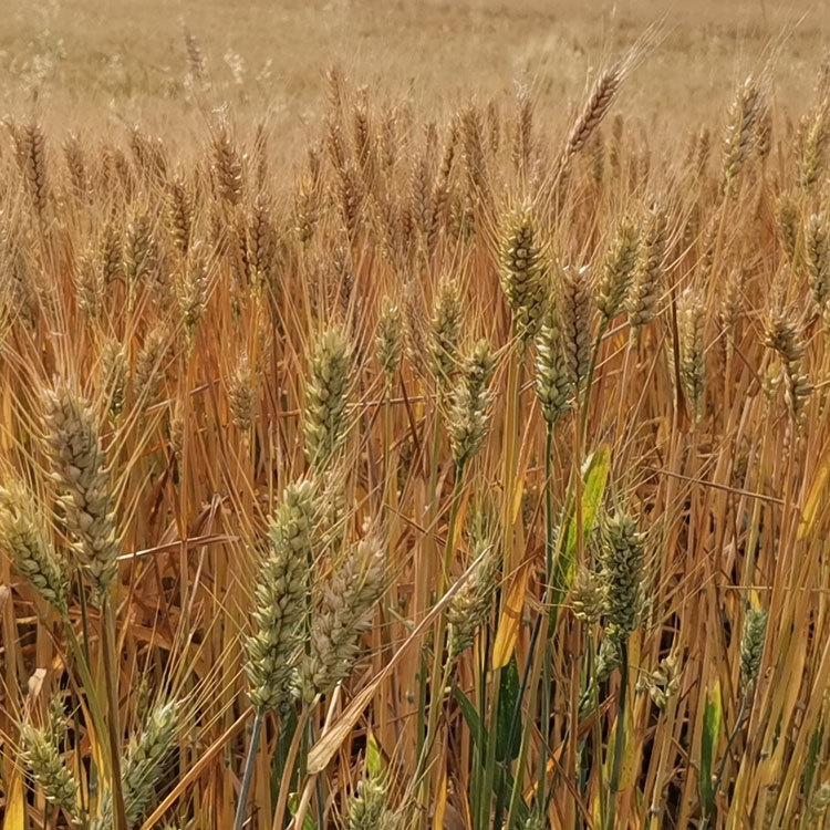 Let's take a look at the origin of Spuntree wheat