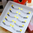 Private Label 10 Pairs Different Style Lower Under Bottom False Eyelashes