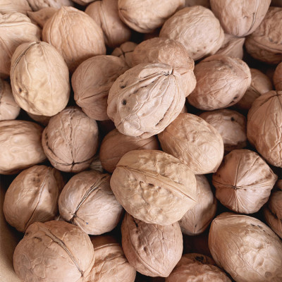 Wholesale Washed Walnuts in-shell New 2 xin 2 Walnuts in shell Top quality