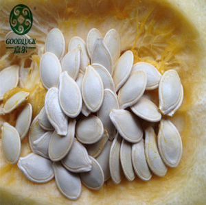 Cheap hulled snow white pumpkin seed kernels wholesale