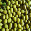 Mung beans in wholesale green mung beans 2019 year dried vigna beans