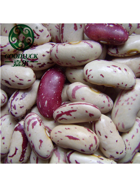 Wholesale Red Kidney Bean,Wholesale White Kidney Bean,Wholesale Fashion Lotus Bean