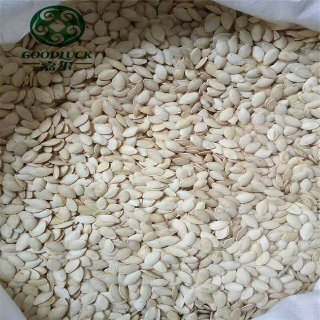 Pumpkin Seeds china supplier