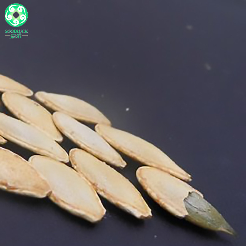 Pumpkin Seeds Wholesale,Pumpkin Seeds China supplier