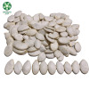 Bulk Raw Organic Snow White Cooking Pumpkin Seeds Are Quality