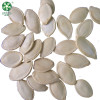 Wholesale Shine Skin Raw Pumpkin Seeds In Shell cheaper price