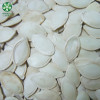 Wholesale Shine Skin Raw Pumpkin Seeds In Shell cheaper price
