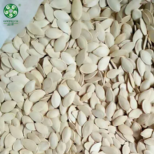 Wholesale Shine Skin Raw Pumpkin Seeds In Shell cheaper price