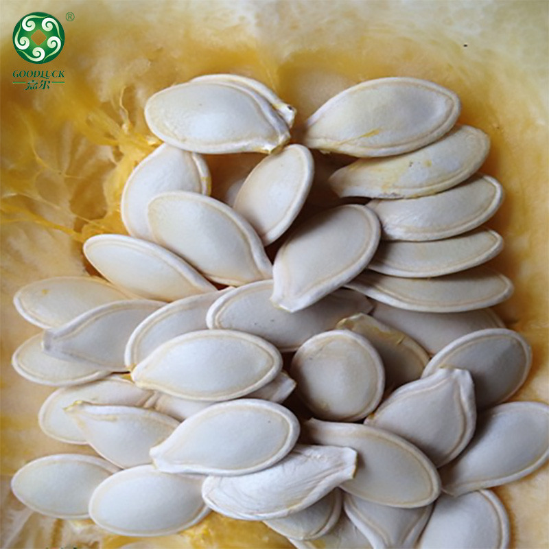 Pumpkin Seeds Wholesale,Pumpkin Seeds China supplier