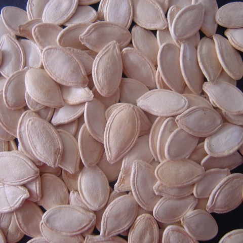 Pumpkin Seeds Wholesale,Pumpkin Seeds China supplier