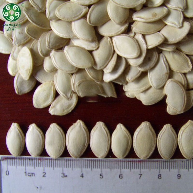Pumpkin Seeds Wholesale,Pumpkin Seeds China supplier
