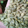 Wholesale Bulk Shine Skin Pumpkin Seed kernels cheaper price