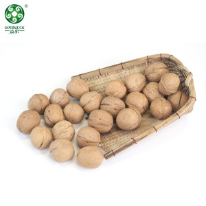 Wholesale 33 Walnuts In Thin Shell For Sale In Cheaper Price