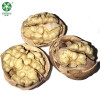 Wholesale 33 Walnuts In Thin Shell For Sale In Cheaper Price