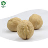 Wholesale 33 Walnuts In Thin Shell For Sale In Cheaper Price