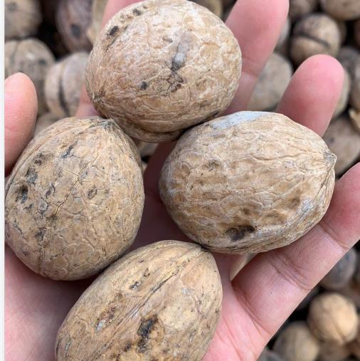 Thin Shell Walnuts wholesale,Thin Shell Walnuts china factory,Thin Shell Walnuts manufacturer