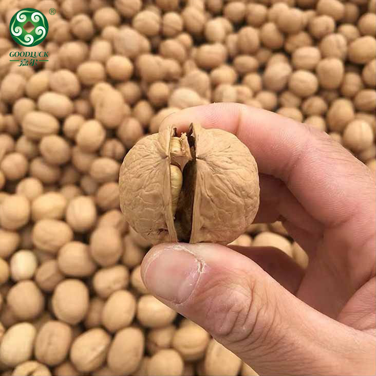 Thin Shell Walnuts wholesale,Thin Shell Walnuts china factory,Thin Shell Walnuts manufacturer