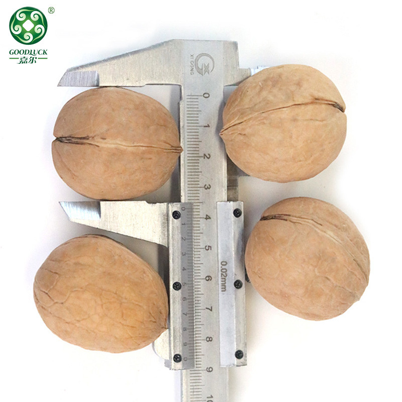 Thin Shell Walnuts wholesale,Thin Shell Walnuts china factory,Thin Shell Walnuts manufacturer