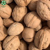 Organic Xin2 Walnuts In Shell With Competitive Price On Hot Sell