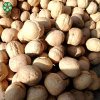 Organiczne orzechy włoskie Xin2 w łupinach z konkurencyjną ceną w gorącej sprzedaży