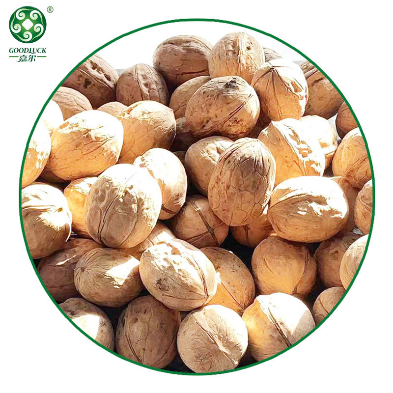 Thin Shell Walnuts china supplier,Thin Shell Walnuts wholesale manufacturer