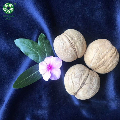 Buy Wholesale Xinguang Walnuts In Shell , Have A Jumbo Size