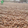 Buy Wholesale Xinguang Walnuts In Shell , Have A Jumbo Size