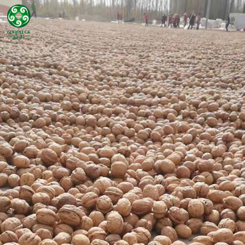 Buy Wholesale Xinguang Walnuts In Shell , Have A Jumbo Size