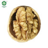 Buy Wholesale Xinguang Walnuts In Shell , Have A Jumbo Size