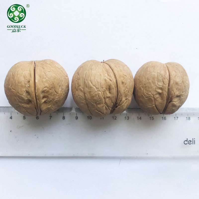Walnuts In Shell wholesale,Xinjiang Walnuts In Shell,Walnuts In Shell china factory supplier
