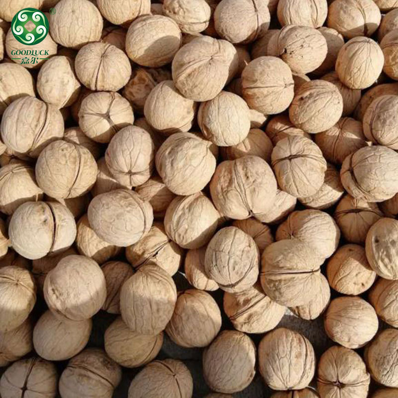 Walnuts In Shell wholesale,Xinjiang Walnuts In Shell,Walnuts In Shell china factory supplier