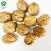 China Xinfeng Walnuts In Shell Walmart Washed And Unwashed