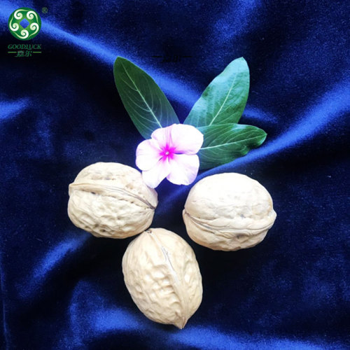 China Xinfeng Walnuts In Shell Walmart Washed And Unwashed