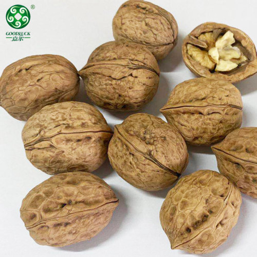 China Xinfeng Walnuts In Shell Walmart Washed And Unwashed