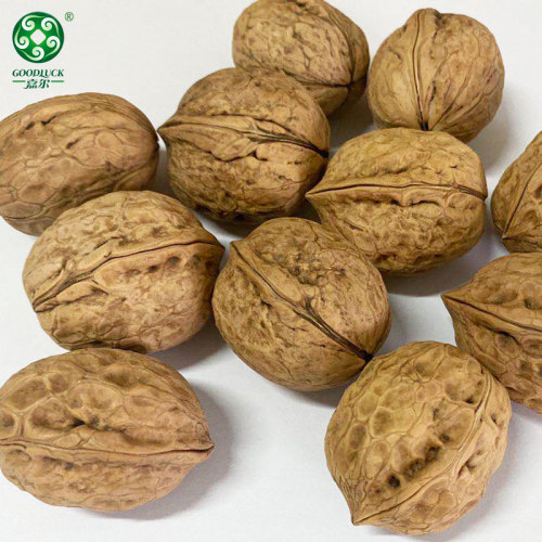 China Xinfeng Walnuts In Shell Walmart Washed And Unwashed