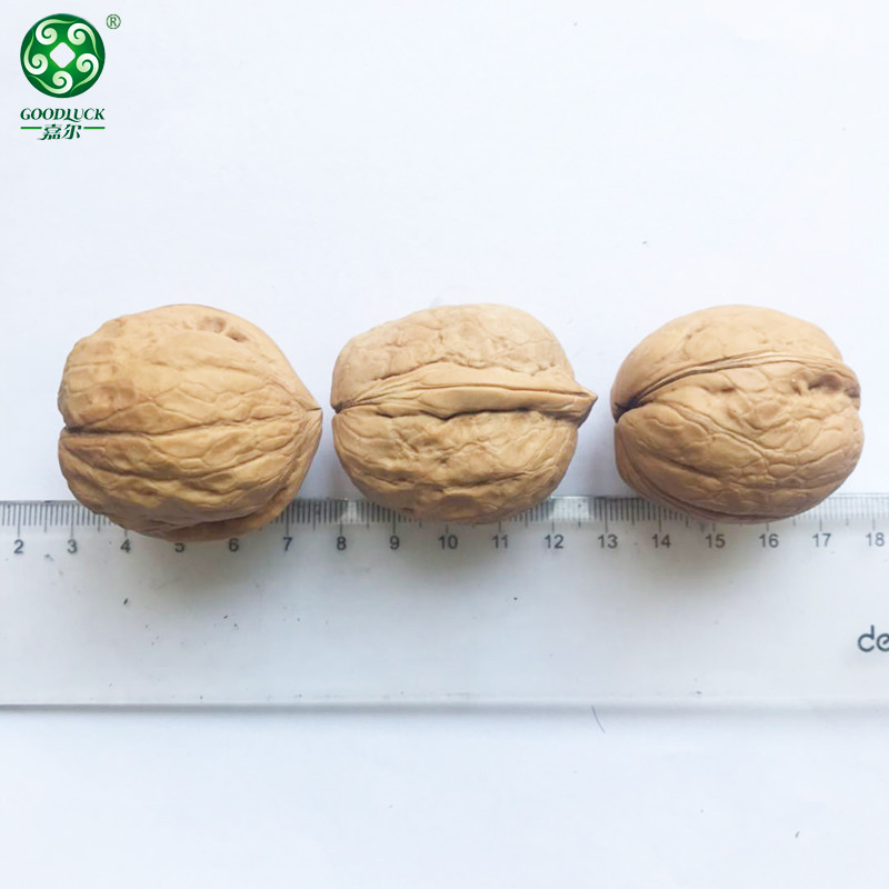 customized packs Walnuts In Shell,Washed Walnuts In Shell,Unwashed Walnuts In Shell,Xinjiang Walnuts In Shell,Walnuts In Shell Wholesale,Walnuts In Shell china supplier